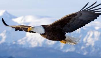 Liberty Business Loans, LLC