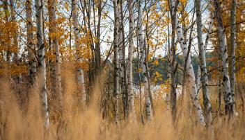 Birch Investment Management
